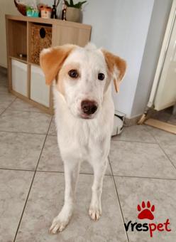 Ράτσα: Άγνωστο - Ημίαιμο | Ηλικία: 5 μηνών | Φύλο: Αρσενικό | Αρ. Microchip: - | Ημίαιμο | Περιοχή: Νέα Σμύρνη, Αττική